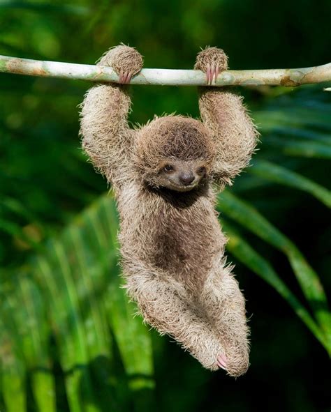 Costa Rican Baby Sloth Won The Love Of Lonely Planet Fans Q Costa Rica