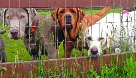 7 Types Of Dog Fences