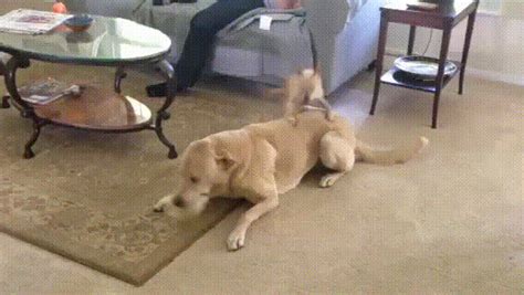 Dog Humping Created At  On Imgur