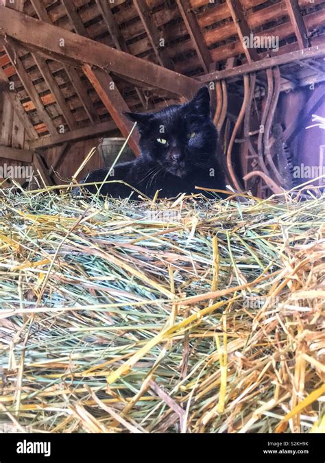 Super Cute Black Farm Cat Laying On A Pile Of Dry Hay In The Barn Of