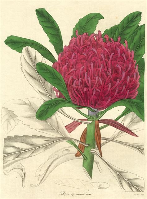 capturing flora australian botanical art 1700 1900 s h ervin gallery