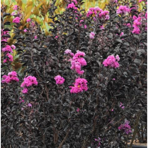 Diamonds in the Dark Crepe Myrtle