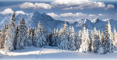 Fond Décran Des Arbres Paysage Forêt Montagnes La Nature Neige