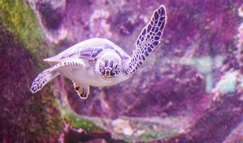 Worldturtleday Turtle Purple Photography Turtlecovers Image