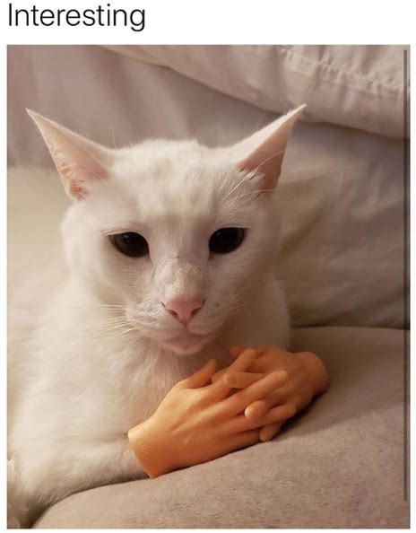 Interesting Cats With Prosthetic Hands Know Your Meme