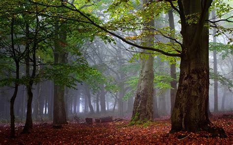 2390x1493 Photography Forest Trees Mist Wallpaper Coolwallpapersme