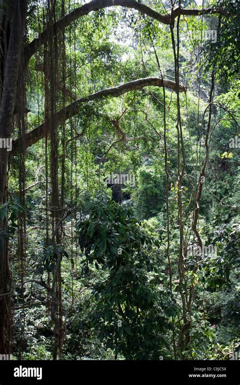 Tropical Rainforest Ubud Bali Indonesia Stock Photo Alamy