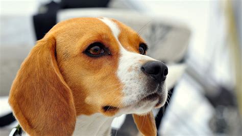 Download Wallpaper 2560x1440 Dog Beagle Muzzle Ears Puppy