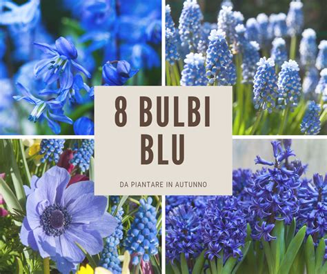 Visualizza altre idee su fiori gialli, fiori, fiori frangipani. Gli 8 bulbi dai fiori blu più belli - Giardinaggio, fiori ...