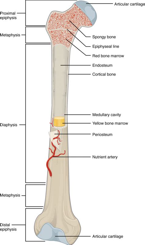 This is an online quiz called compact bone structure labeling. 6.3 Bone Structure - Anatomy & Physiology