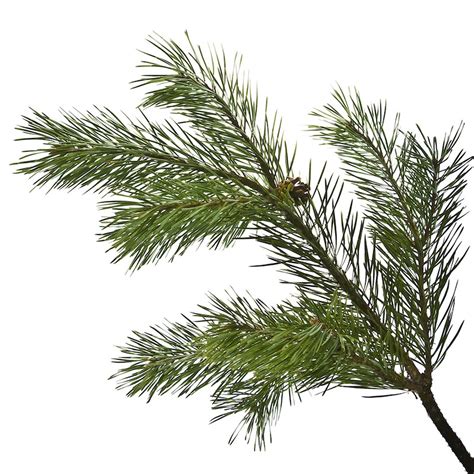 Pine Needles Fresh Wild Organic Scots Scotch Pine Pinus Etsy Uk