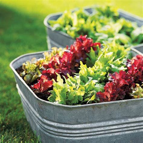 8 Cute Container Salad Gardens So You Can Grow Greens Anywhere Garden