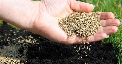 When To Plant Grass Seed In Spring For Best Results Lawn Chick