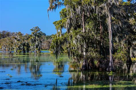 Lafayette Louisiana Usa Cajun Swamp Photograph By Panoramic Images