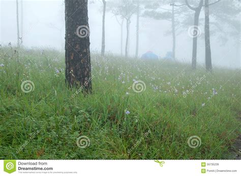 Pine Trees In Grass Field Stock Image Image Of Fields 56735239