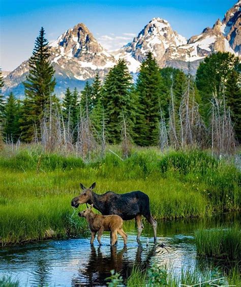 Pin By John Todd On Scenery Moose Pictures Animals Wild Animals