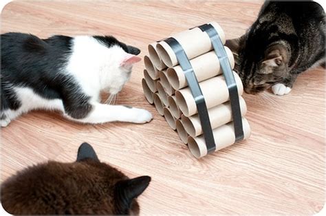 10 Easy Diy Cat Toys Make Cat Toys Out Of Household Items Meows N