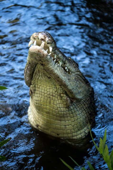 Saltwater Crocodile Pictures | Download Free Images on ...