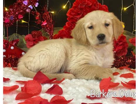 Enter your zip code and then browse. 3 Golden Retriever puppies for sale in Jackson, Tennessee ...