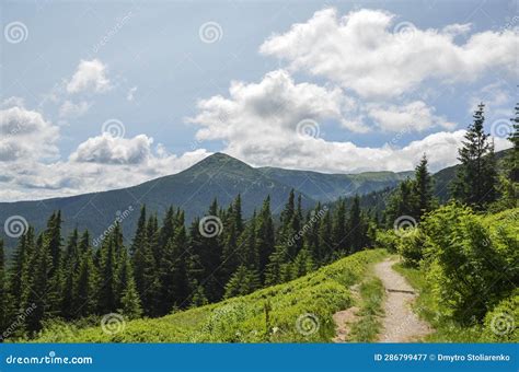 Summer Landscape With Pine Tree Highland Forest Under Blue Sky With