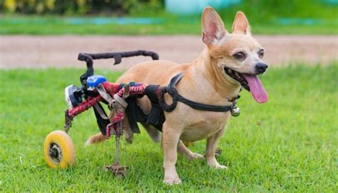 How To Make A Wheelchair For Dogs By Yourself Diy Dog Wheelchair Dog