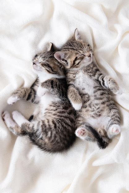 Premium Photo Two Small Striped Domestic Kittens Sleeping At Home Lying On Bed White Blanket