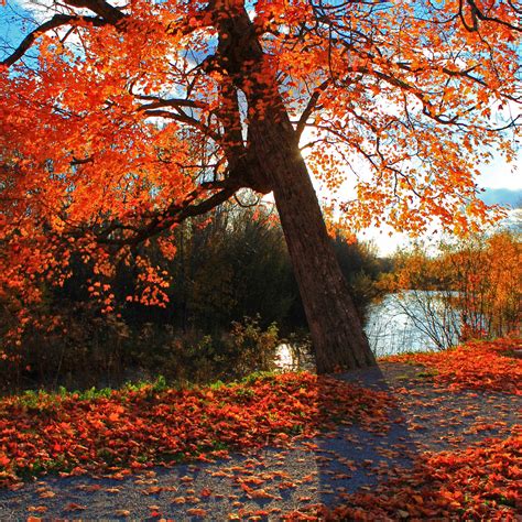 Autumn Park River Shop Landscape Ipad Pro Wallpapers Free Download