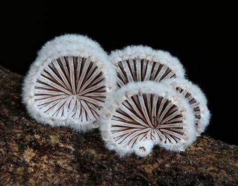 North American Mycological Association Shares Work on Fungi ...