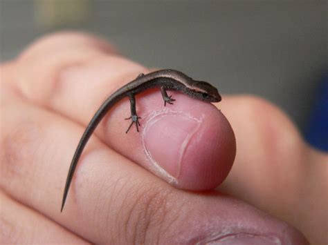 Top 10 Smallest Animals In The World Floop