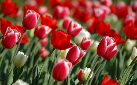 Gambar Bunga Bunga Tulip