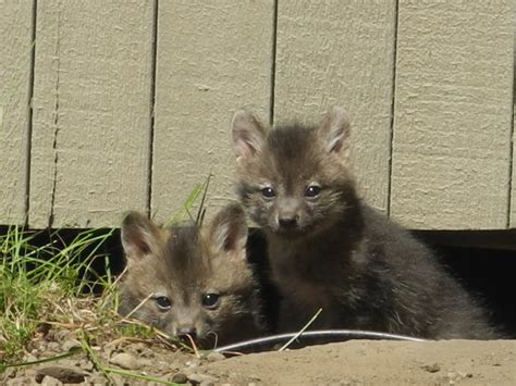 The First Gray Fox Kits Have Been Seen Mendonoma Sightings