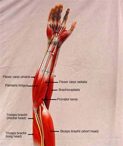 Diagram Of The Muscles In The Forearm Muscle Groups Of The Lower Arm