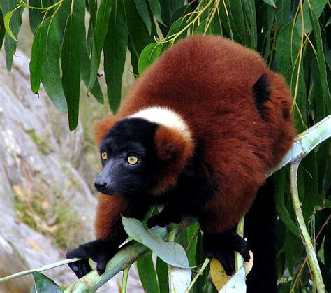 Treknature Red Ruffed Lemur Photo