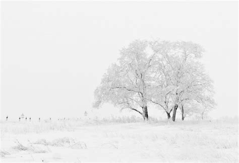 Snow Tree In A Field Birmingham Allergy And Asthma Specialists Pc
