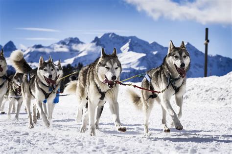 Sled Dog Breeds The Smart Dog Guide