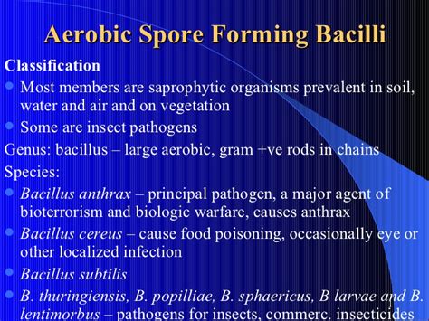 Aerobic Spore Forming Bacilli