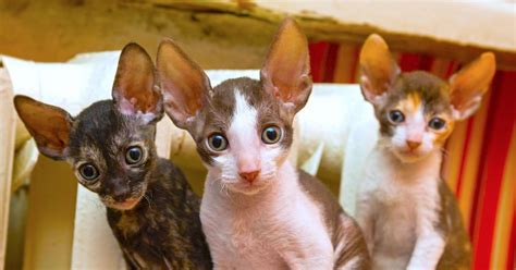 5 Things To Know About Cornish Rex Cats Petful