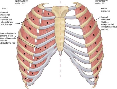Chest muscles diagram, picture of chest muscles diagram. Muscles of Face, Neck, Chest & Abdomen - Kinesiology 270 with Gordon at University of ...