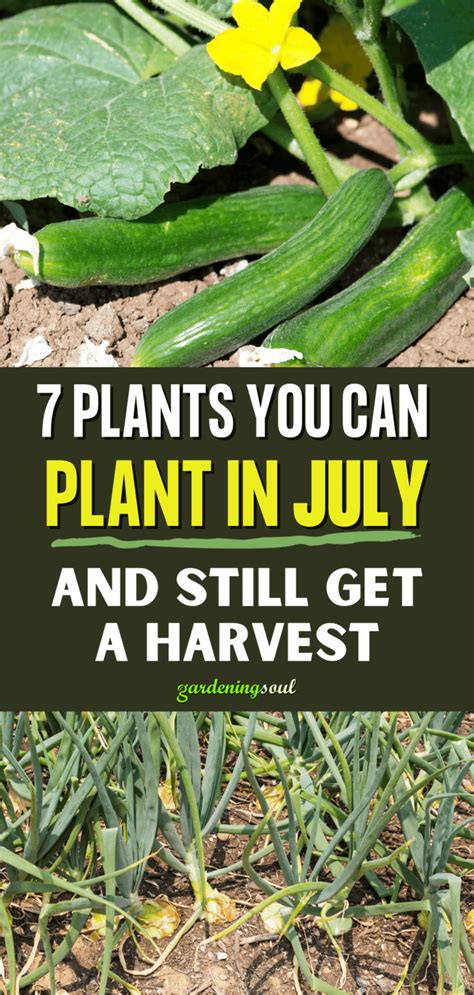 7 Plants You Can Plant In July And Still Get A Harvest