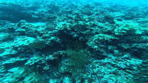 Mix Best Time Diving Coral Reef Bandos Rock Turtles