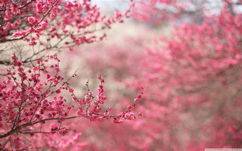 Sakura Spring Wallpapers Wallpaper Cave