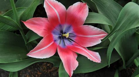 17 Different Types Of Pink Lily Cultivars