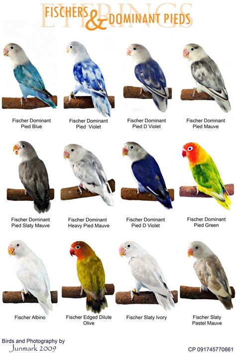 The African Lovebird Mutation Chart Understanding Color Variations