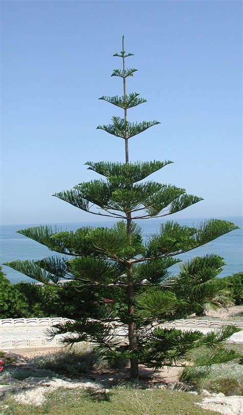 Araucariaknown As A Hoop Pine In Australia Unique Trees Flowering