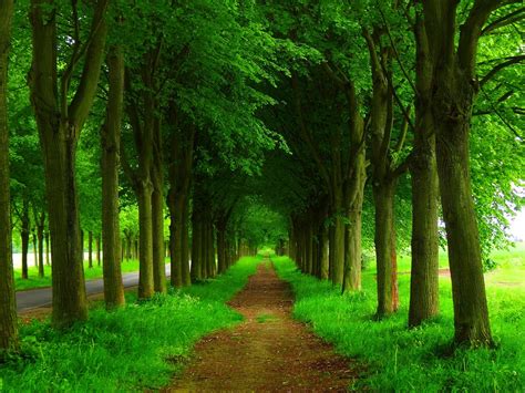 Dirt Path And Green Trees