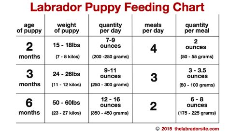 It's our first puppy since we lost our black lab, stetson a little over a year ago. Feeding Your Labrador Puppy: How Much, Diet Charts And The ...