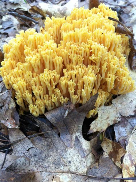 Mushroom That Looks Like Coral All Mushroom Info