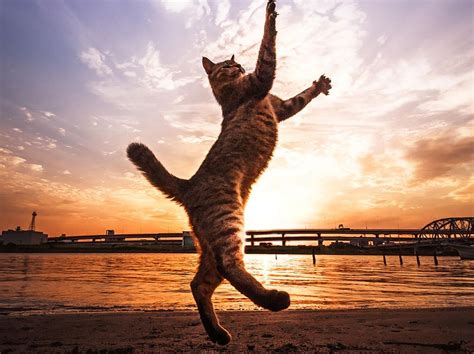 Stunning Photographs Of Jumping Cats