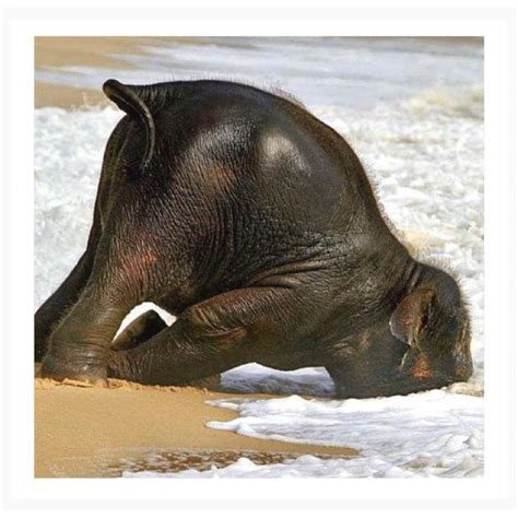 Pin By Peggy Darling On Cutepets Baby Elephants Playing Baby