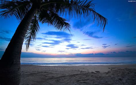 Palma Słońca Karaiby Ocean Plaża Wschód Na Pulpit